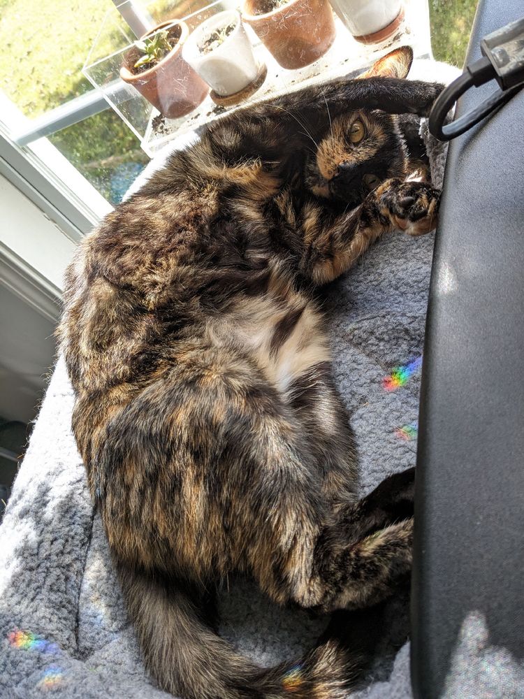 A tortoise shell cat curled up on her back showing off of fluffy belly and cute face