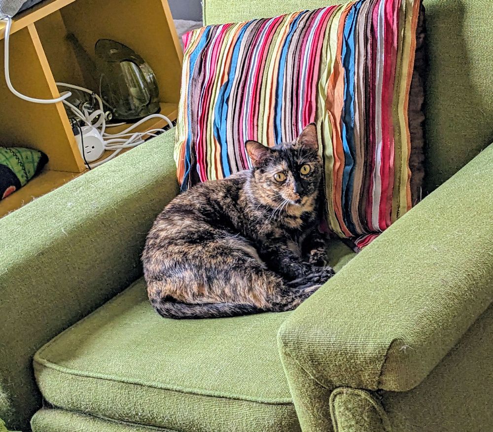 Tortoiseshell cat sitting on a vintage green chair