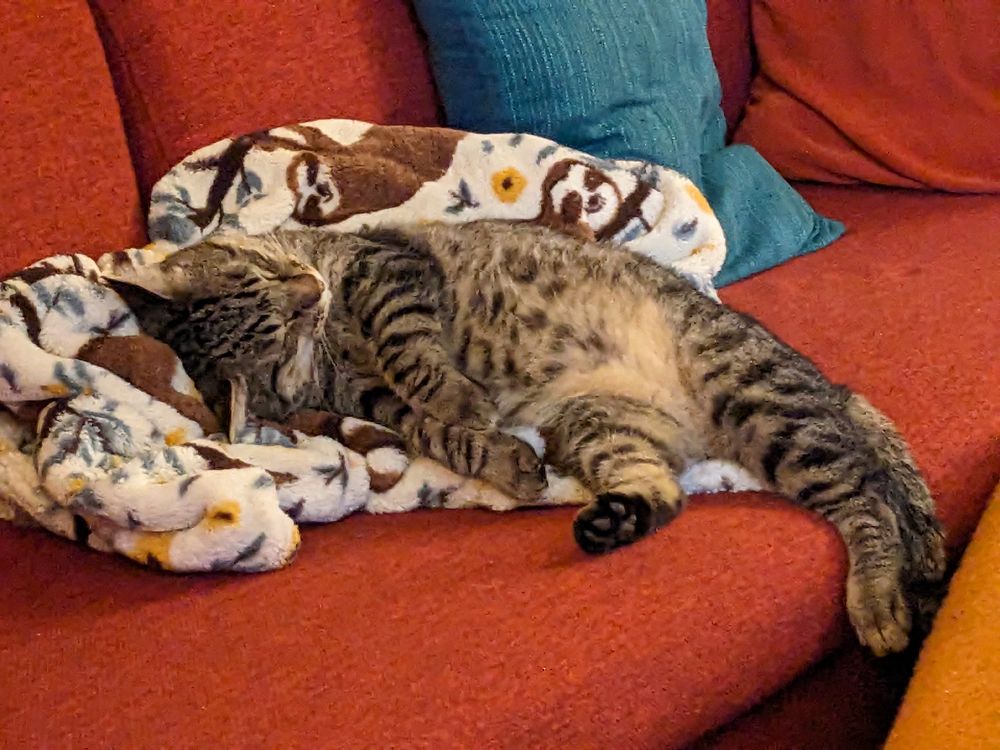 Brown tabby crashed out on a fleece blanket on a red couch