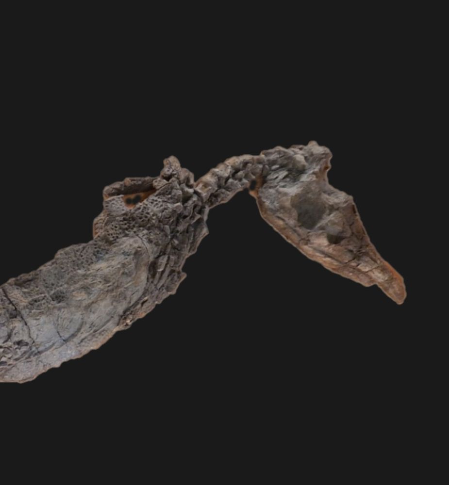 fossil crocodile with short snout (teleosaur) on a black background. 