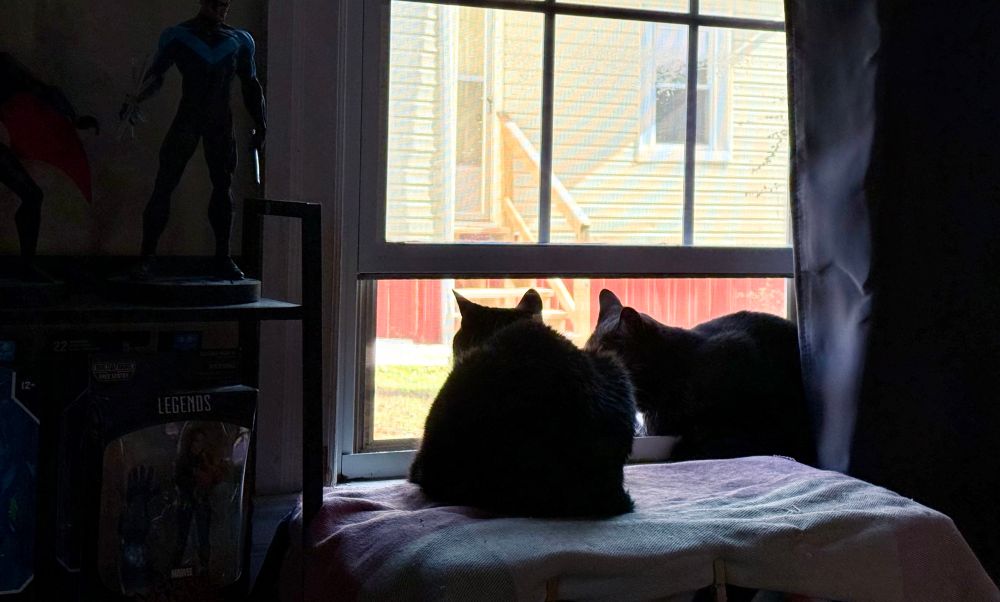 Two black kitties sitting in the house they own looking out the window