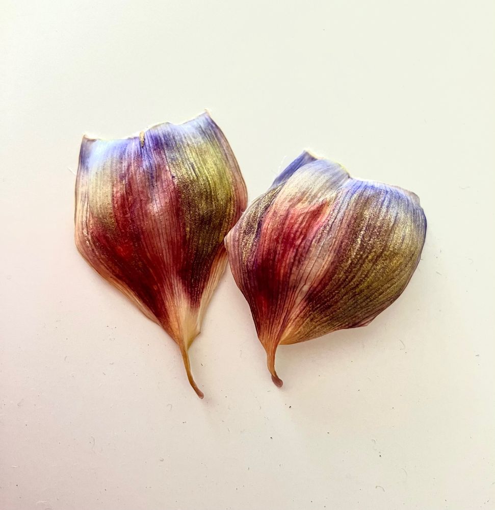 Two agapanthus bracts that resemble a watercolor painting--with colors of purple, red, yellow, and orange.
