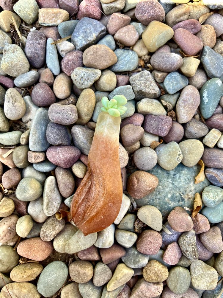 Colorful small pebbles. A succulent leaf is dead and drying up. At the tip, a lush green little succulent sprouts. (photo: Tiny Lantern)