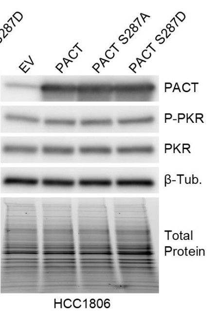 Immunoblot indicating that PACT overexpressing doesn't cause PKR activation. 