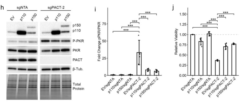 Multiple figures showing that overexpression of ADAR1 isoforms partially rescued PACT depletion phenotypes.