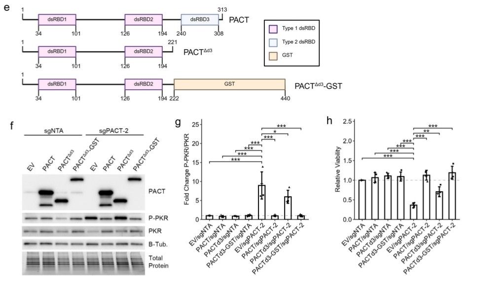 Multiple panels showing that dimerization is required for inhibition of PKR by PACT