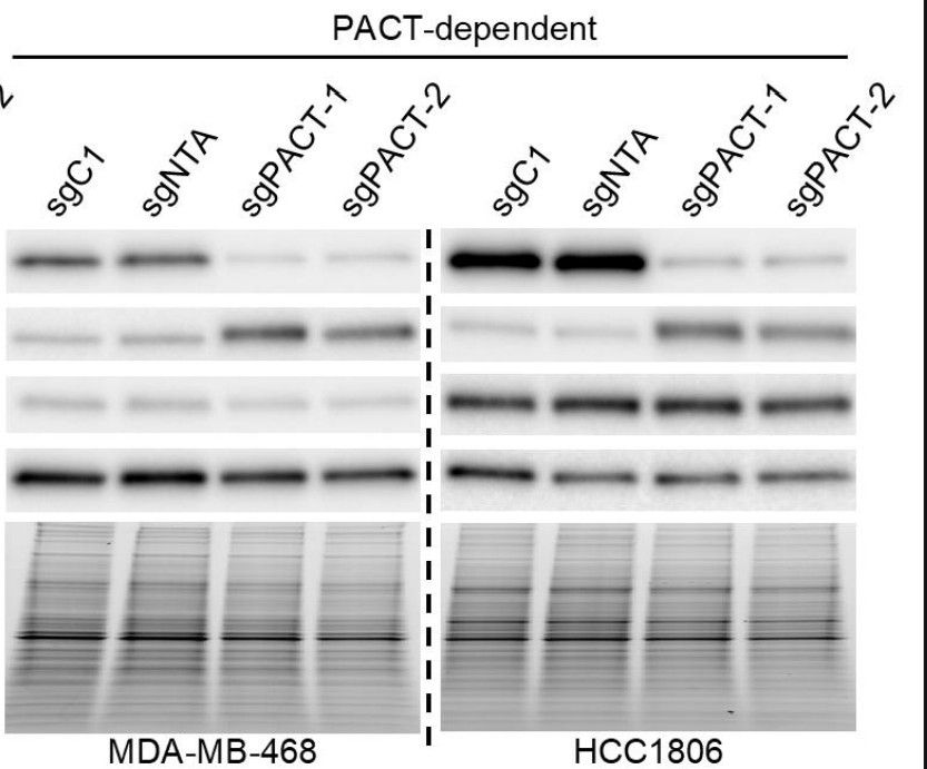 Immunoblots indicating PKR activation in PACT depleted cells