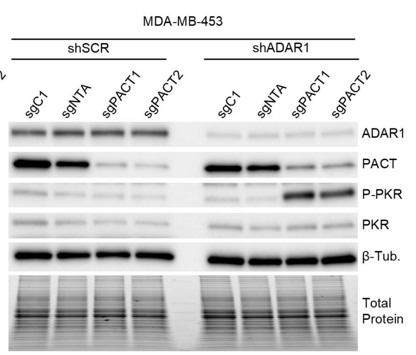 Immunoblot indicating activation of PKR in PACT and ADAR1 depleted cells 