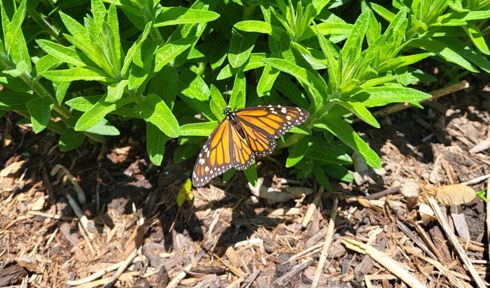 Monarch on butterfly milkweed. 