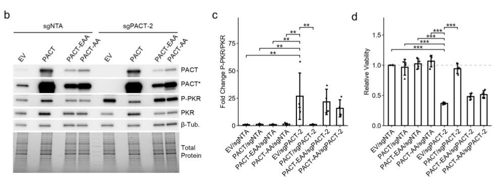 Multiple panels showing that dsRNA binding is required for inhibition of PKR by PACT.