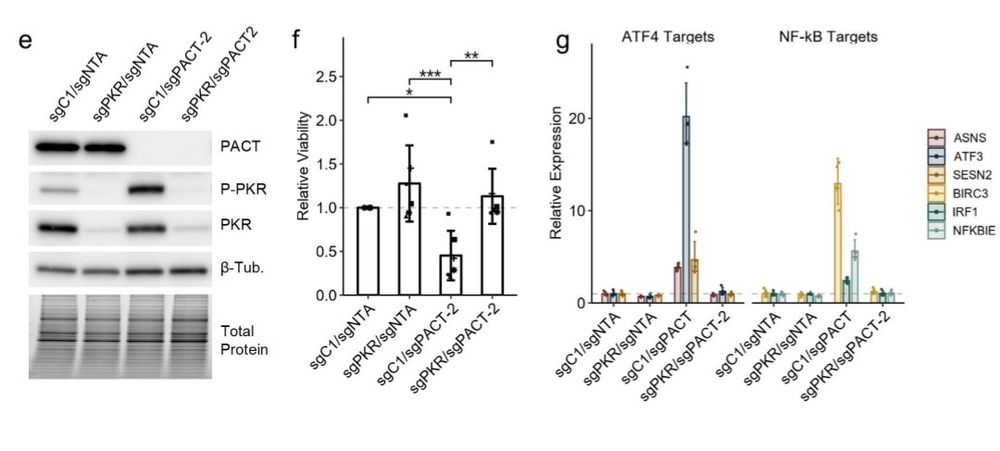 Multiple panels showing that PKR is required for PACT depletion phenotypes