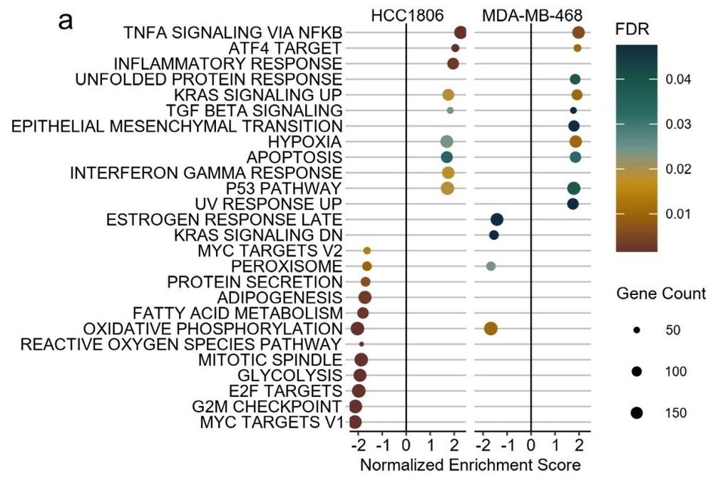 Dot plot of GSEA results for RNA-seq from PACT depleted or control cells