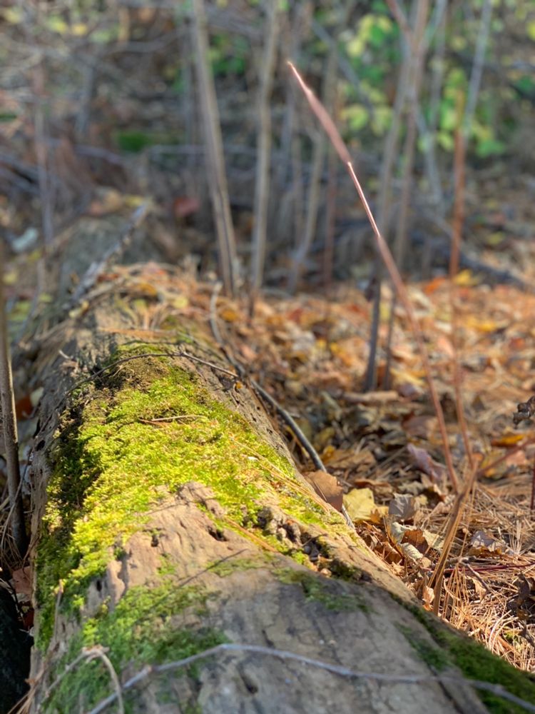 Sun shining on a moss covered log, with bare trees and a blanket of fallen autumn leaves in the background