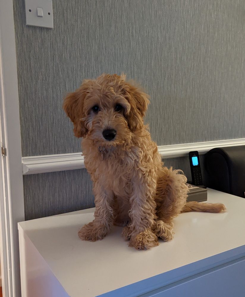 A small, scruffy-looking Labradoodle puppy sitting on a bedside cabinet.