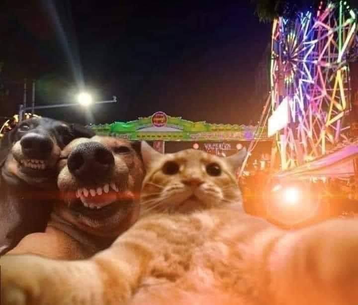 Two dogs and a cat taking a selfie at a carnival. 