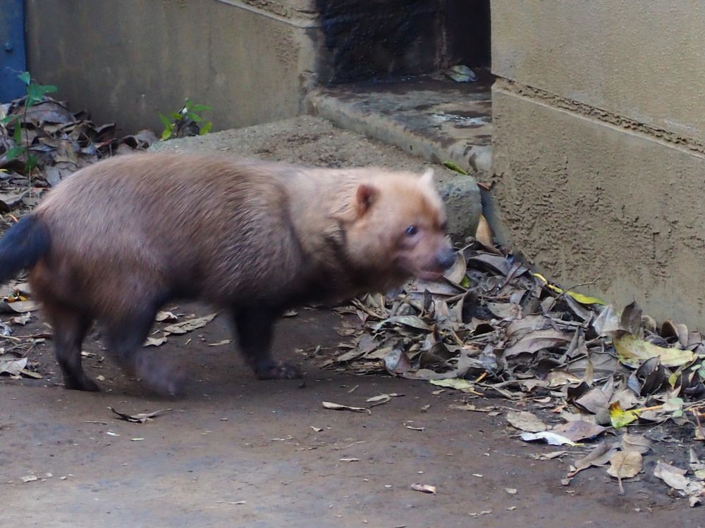 ブレているヤブイヌその3@よこはま動物園ズーラシア