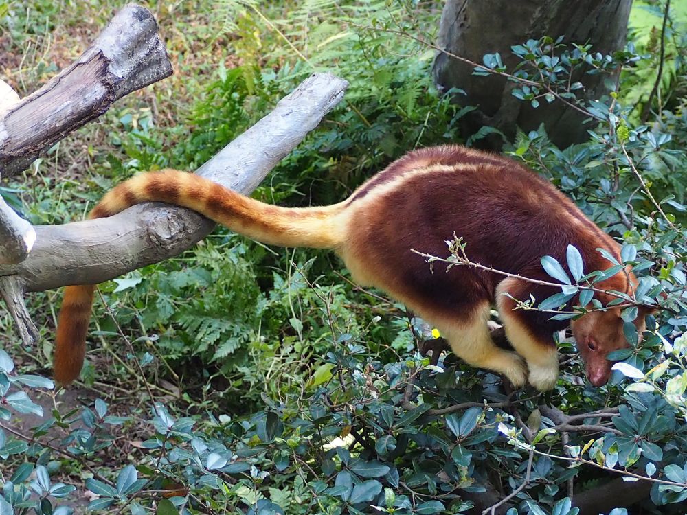 セスジキノボリカンガルー@よこはま動物園ズーラシア。しっぽを木の枝に乗せてバランスを取っている。