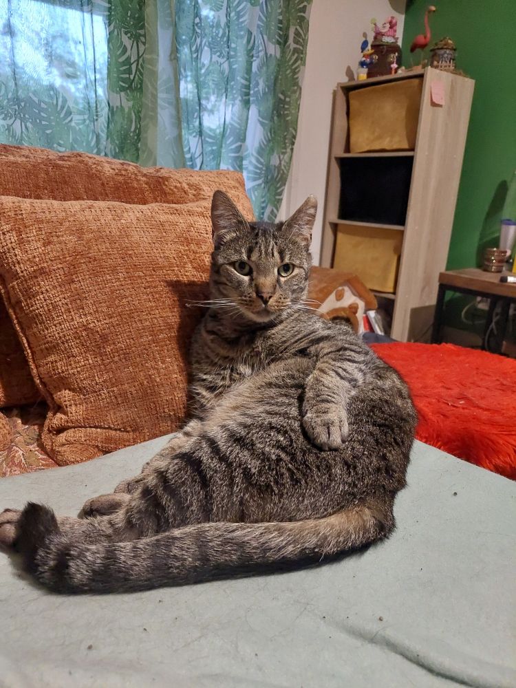 Photo d'un chat gris à rayures. Il est sur un canapé. Il est allongé avec une patte sur une fesse. Il regarde l'objectif. 