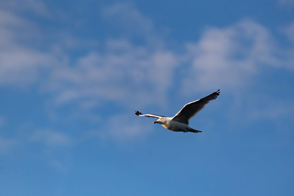 A Great Black-backed Gull flying over Frenchman Bay outside of Bar Harbor, Maine this week right before sunset.