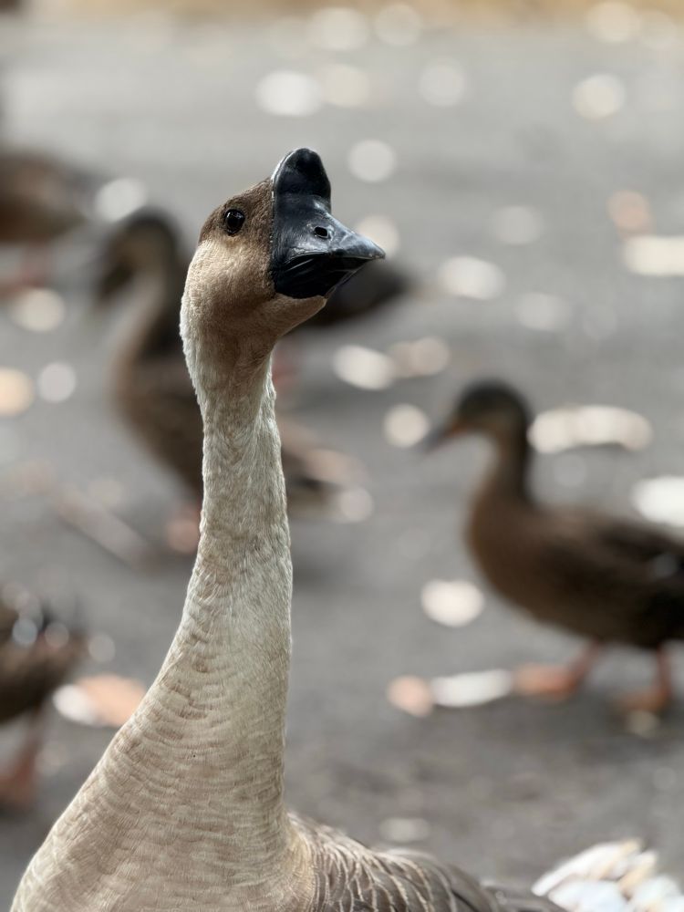 A large white mallard with a big “horn” on the bridge of its beak.