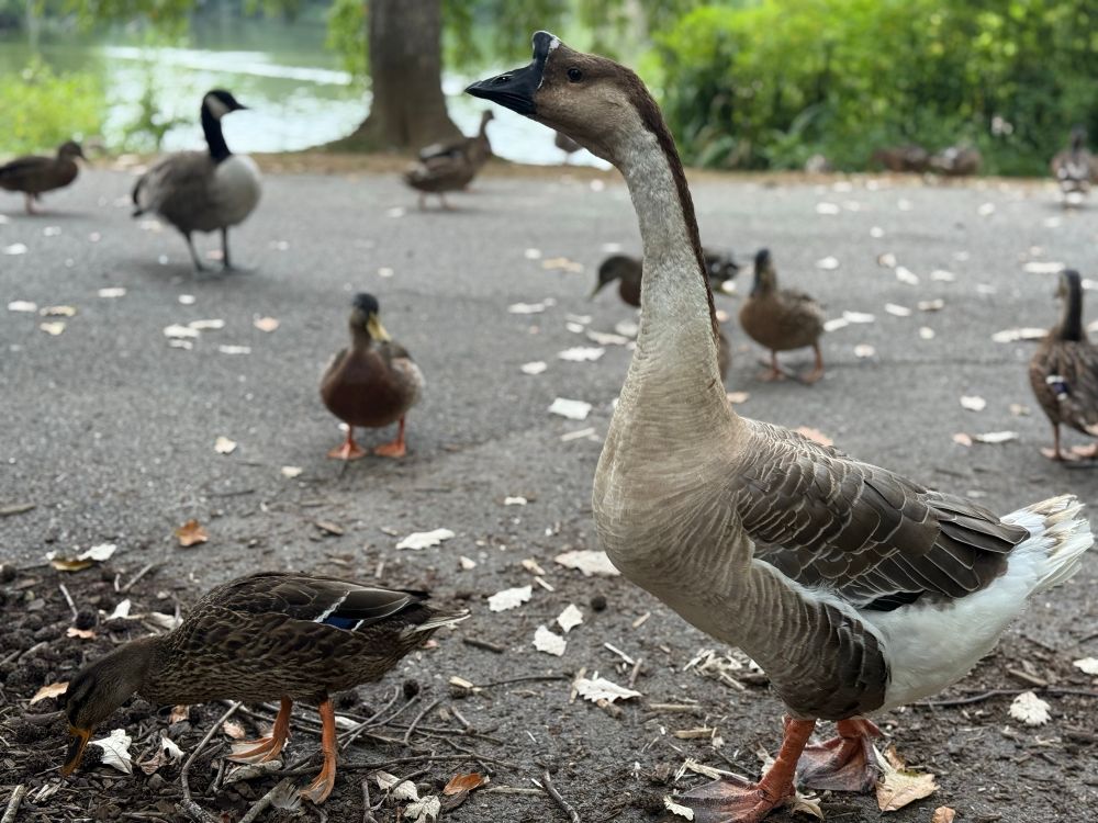 A large white mallard towering over “regular” mallards with the Virginia Tech duck pond behind.