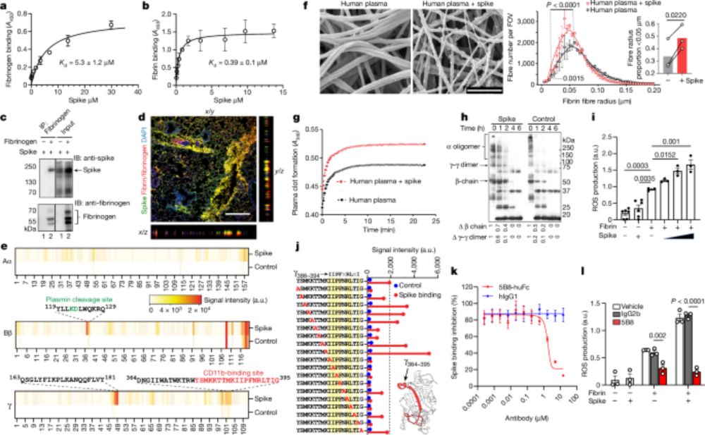 Fibrin drives thromboinflammation and neuropathology in COVID-19 - Nature