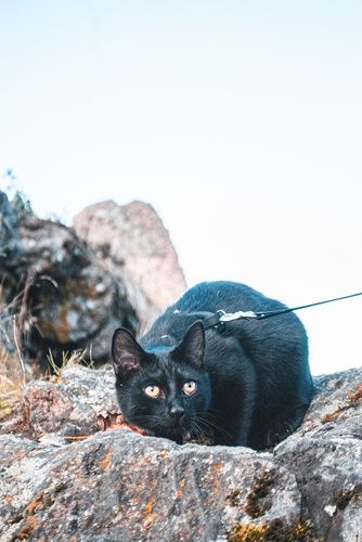 YmFzZTY0IC1pIHByc3Rlbg==