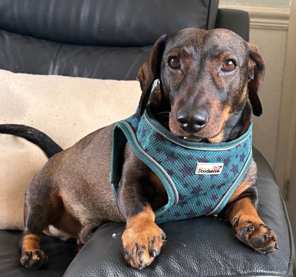 A black and tan dachshund wearing a blue harness looking very handsome 