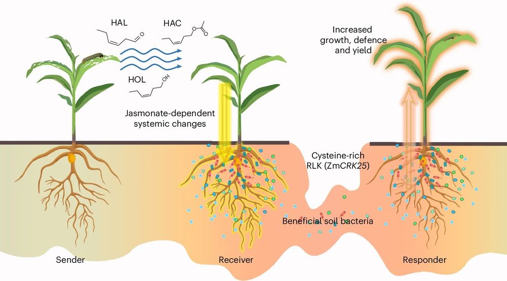 Following herbivory, a plant releases volatiles that trigger jasmonate signaling in nearby plants. This leads to a change in the soil bacteria, which subsequently promotes growth, defense and yield in subsequent plants. 