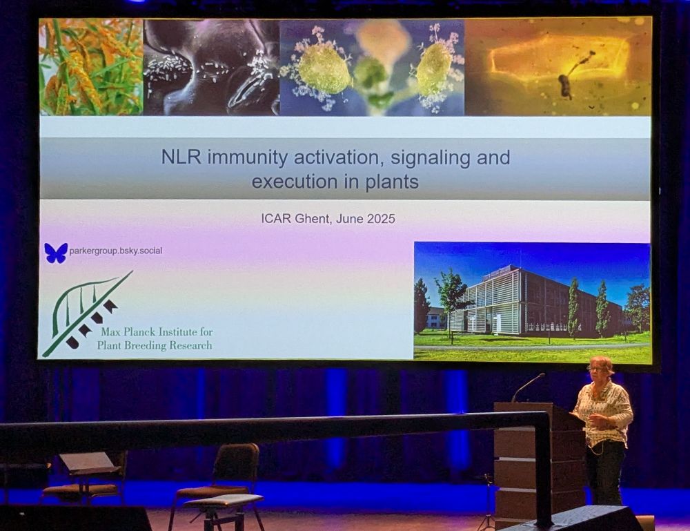 Professor Parker is standing in front of a slide showing images of infected plants. The slide shows the title of the talk, 
NLR Immunity activation, signaling, and execution in plants. 