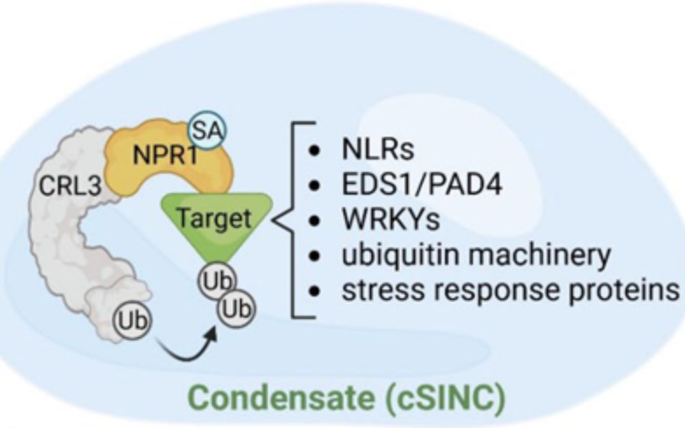 Plant Science Research Weekly: January 19, 2024 | Plantae