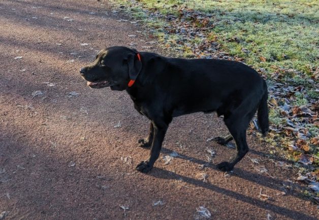An elderly Labrador standing on a park path, greeting people and dogs. 