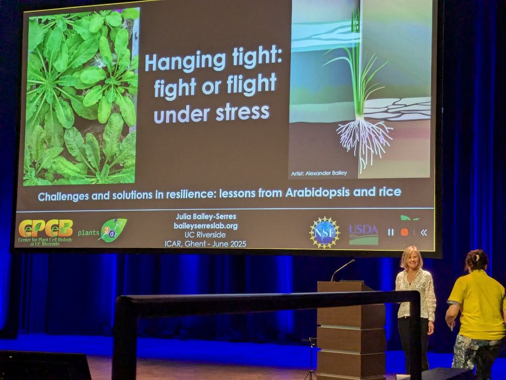 A woman at a podium speaking in front of a slide that says "Hanging tight: fight or fight under stress"