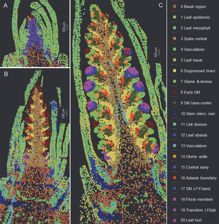 Three stages of wheat spike development with color-coded labels showing gene expression clusters. Several structures are visible clearly changing in form and gene expression pattern between the three developmental stages. 