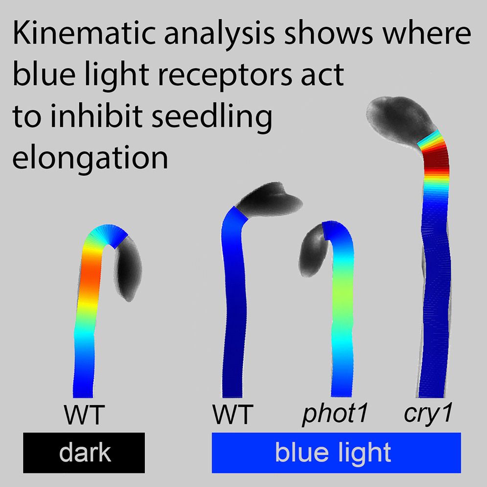 Images showing shape of hypocotyls (WT, phot1 and cry1) under dark or blue light, with the growth rate color-coded onto the tissue. The WT elongates in the dark, but not in the light. The phot1 mutant continues elongating under blue light, as does the cry1, but in cry1 the elongation is is a different location, closer to the cotyledons. 