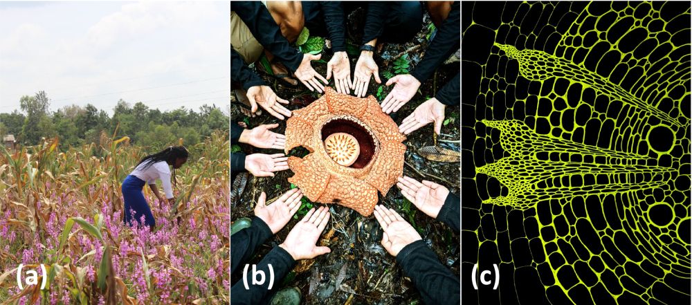 Three-panel image highlighting parasitic plants. First panel is striga infestation in a sorghum field, second is a image showing the huge size of a Raffia flower, and final image is of a root section showing the structures from the parasite that break into the root tissue to extract nutrients.
