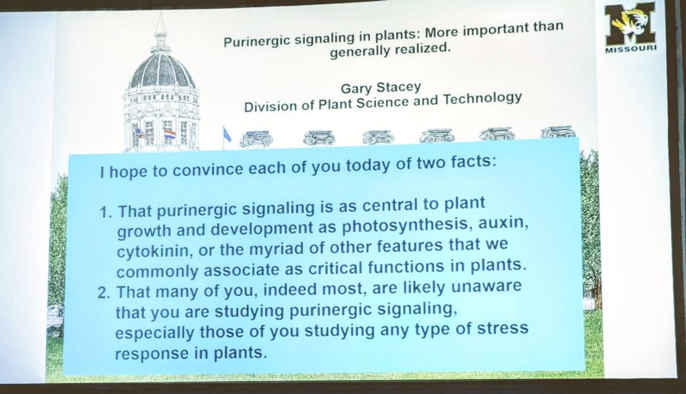 Purinergic signaling in plants: More important than generally realized.


Gary Stacey

Division of Plant Science and Technology

I hope to convince each of you today of two facts:

1. That purinergic signaling is as central to plant growth and development as photosynthesis, auxin, cytokinin, or the myriad of other features that we commonly associate as critical functions in plants.

2. That many of you, indeed most, are likely unaware that you are studying purinergic signaling, especially those of you studying any type of stress response in plants.