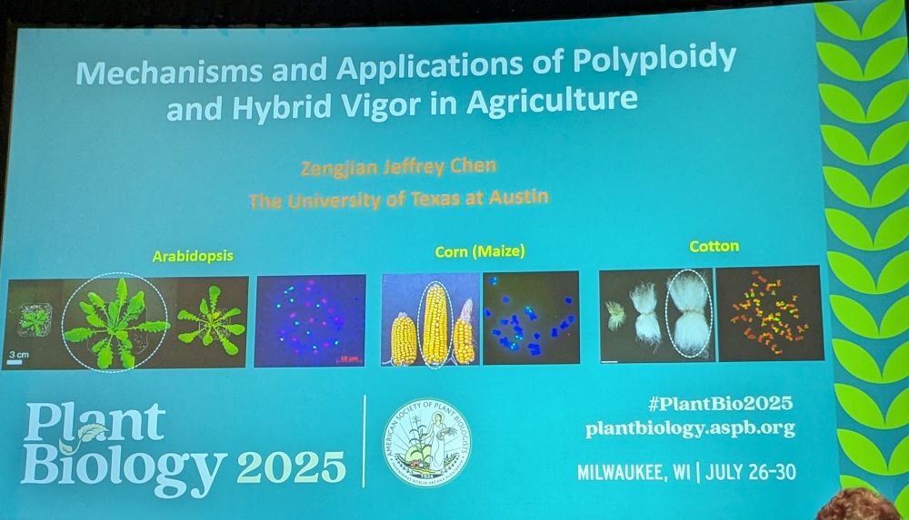 Mechanisms and Applications of Polyploidy and Hybrid Vigor in Agriculture