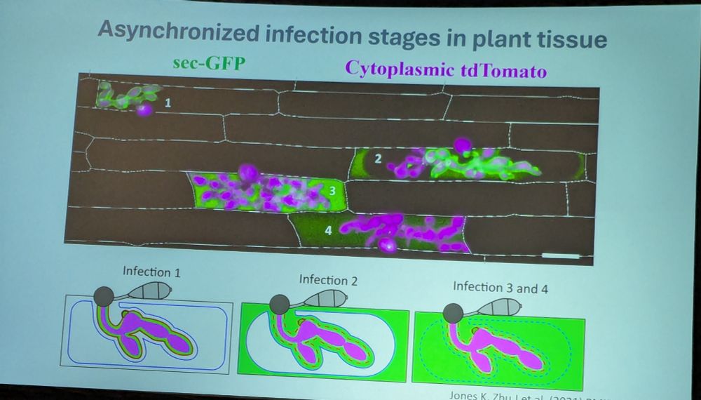 Asynchronized infection sites in plant tissue. Different cells are responding to different stages of infection. 
