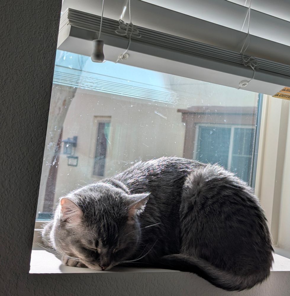 Cat blissfully sleeping on a windowsill. 