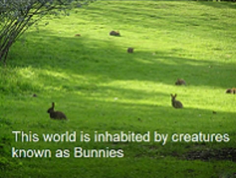 this world is inhabited by creatures known as bunnies 