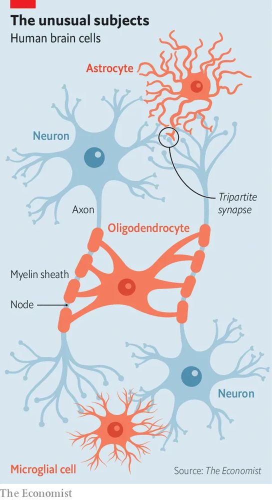 Cartoon diagram of an astrocyte, oligodendrocyte, and microglia adjacent to neurons.