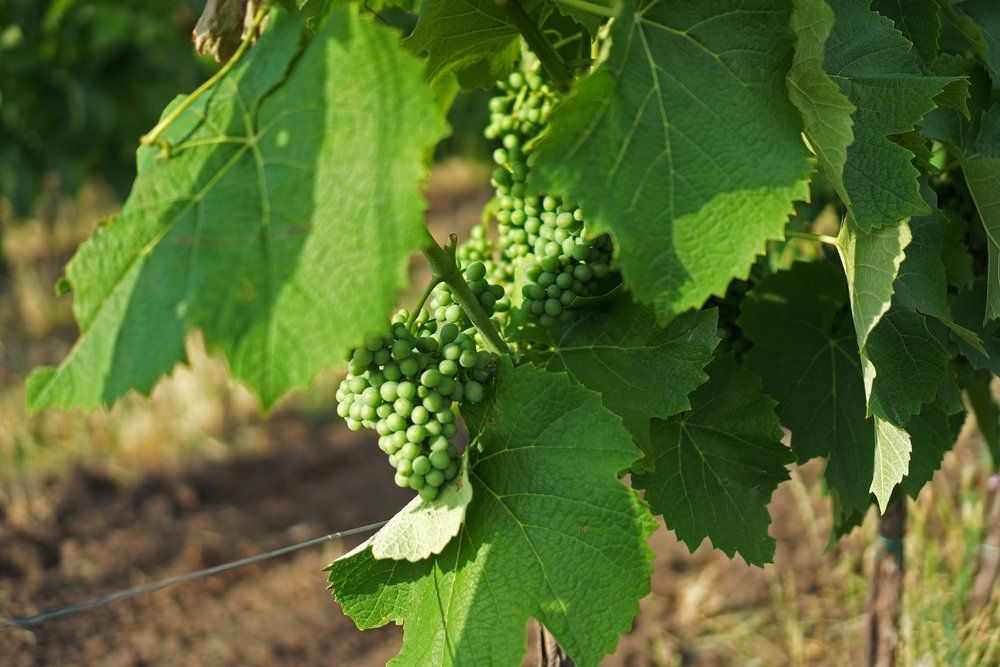 Ripening grapes on the vine.