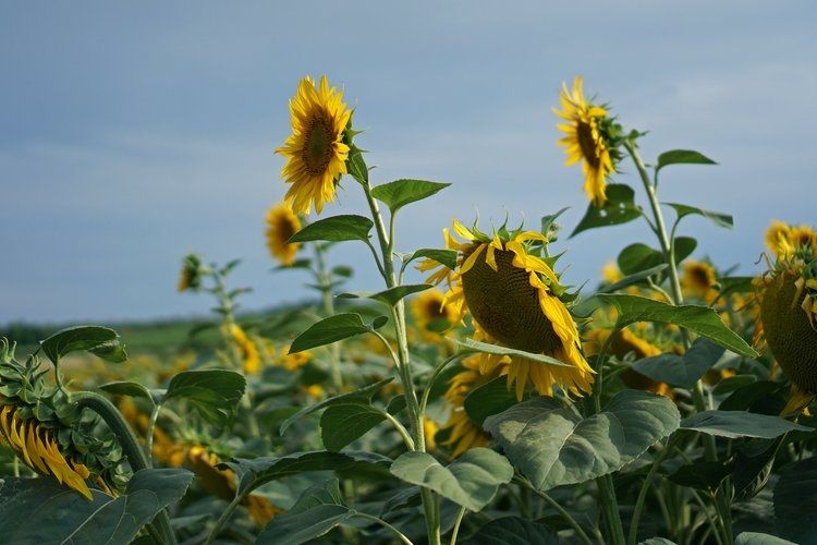A field of sunflowers