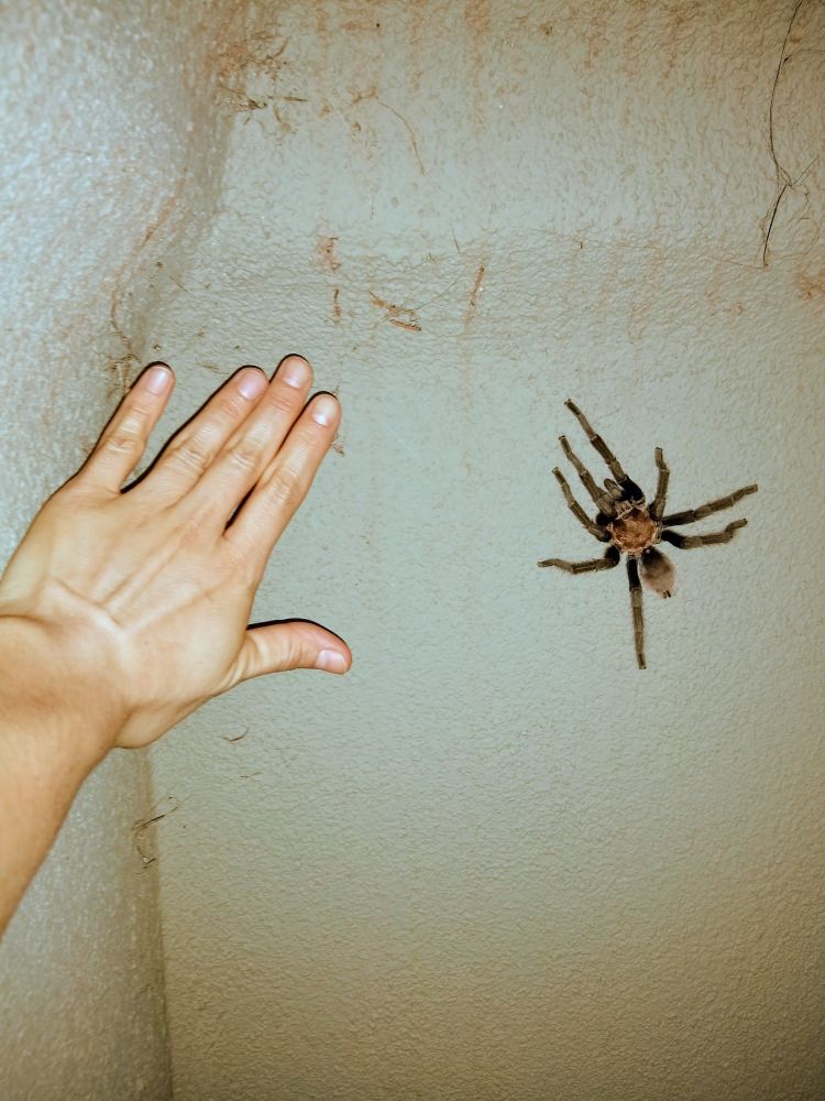 Image: a left hand, wrist and few inches of arm stretched out towards and about 3-4 inches away, for comparison, to an almost same sized big beautiful tan-brown-black hairy tarantula, chillen on a green/gray stucco wall on an Arizona summer night