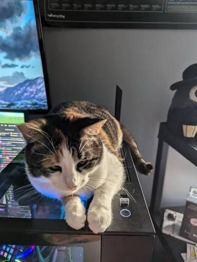 Calico cat laying on top of a Player Three Prime 