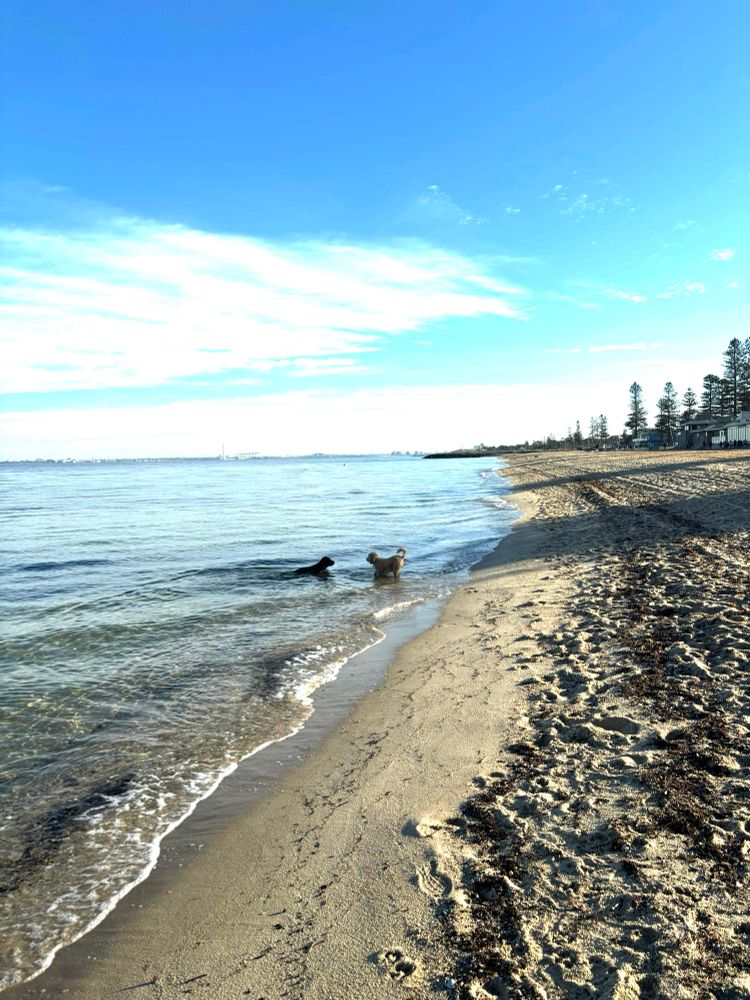 Two dogs swimming at the beach
