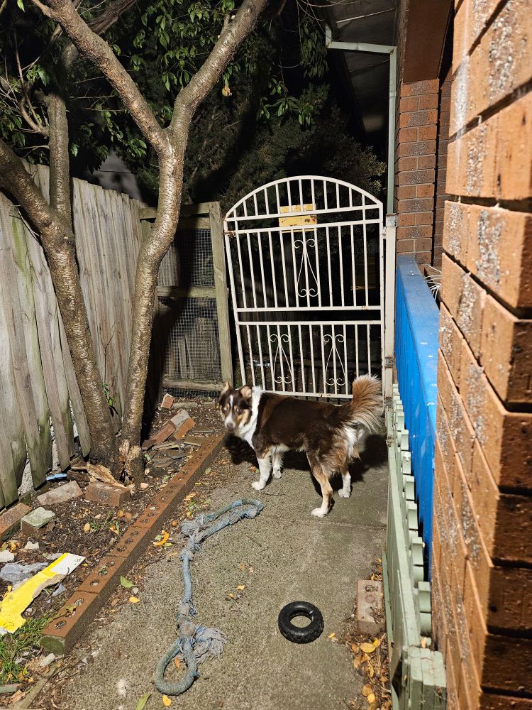 Oscar the Dog can see something 

Playing possum? 

And believe or not, it just me?