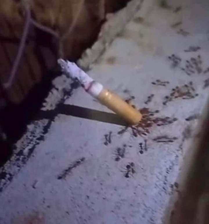 Buncha ants pullin on a cig hell yea brother