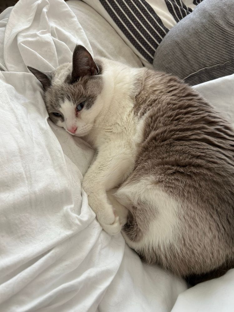 A white and gray cat with blue eyes curled up on a white sheet 